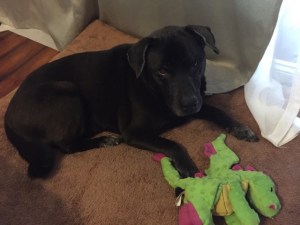 kim-dog-_img_4129_1024